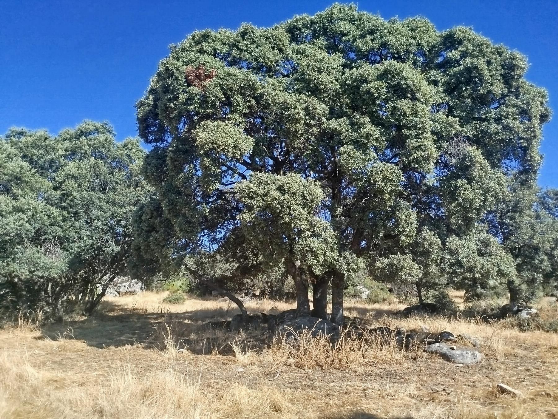 Finca rústica en venta en La Oliva