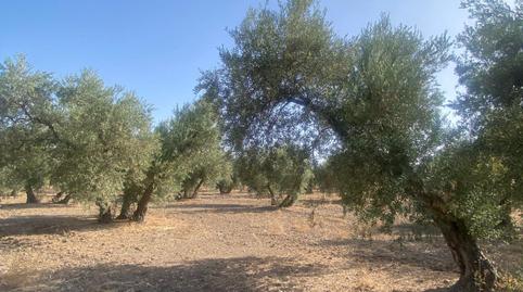 Foto 4 de Residencial en venda a La Puebla de Cazalla, Sevilla