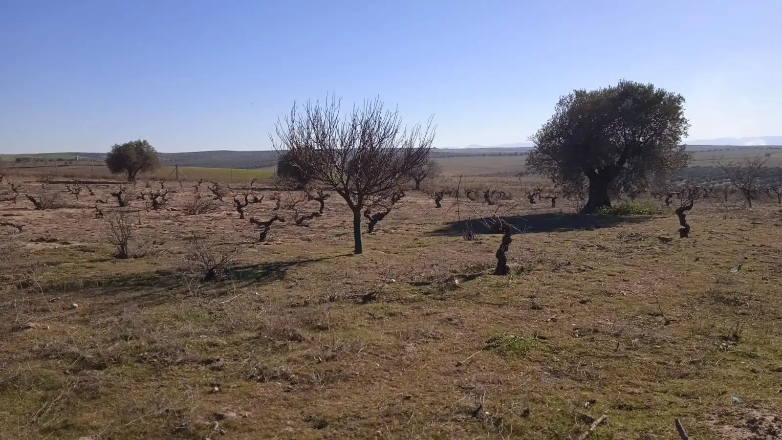 Terreno en venta en Illán de Vacas