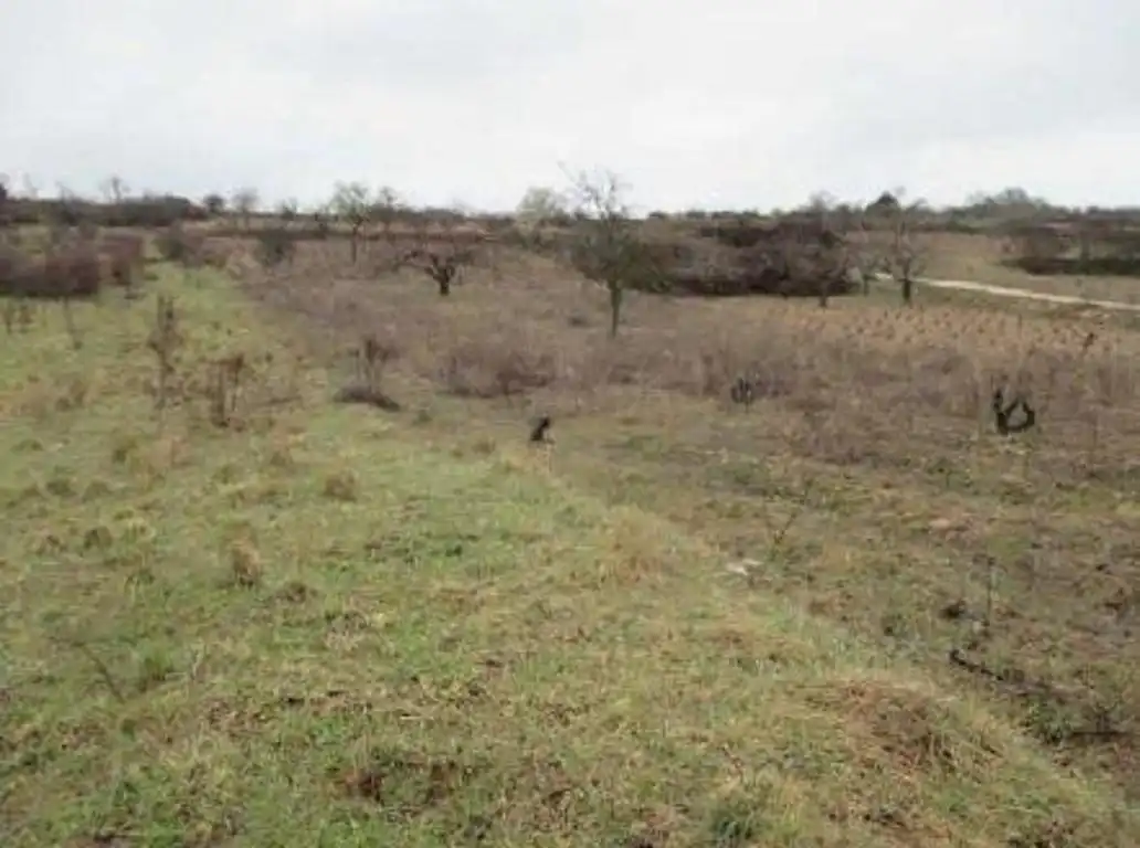 Terreno rústico en venta en Villaverde del Monte, imagen 4