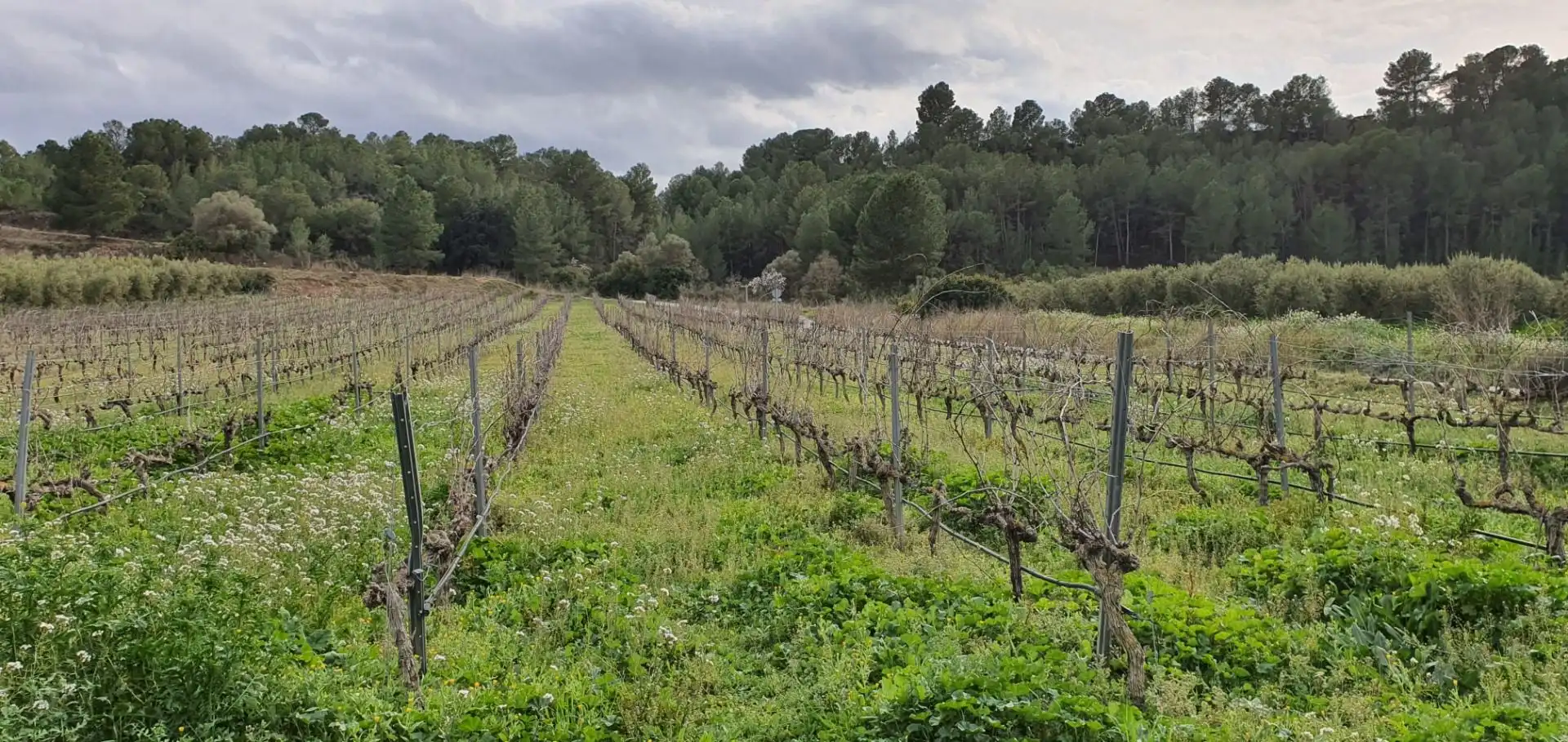 Rural land for sale in Ginestar, imagen 2