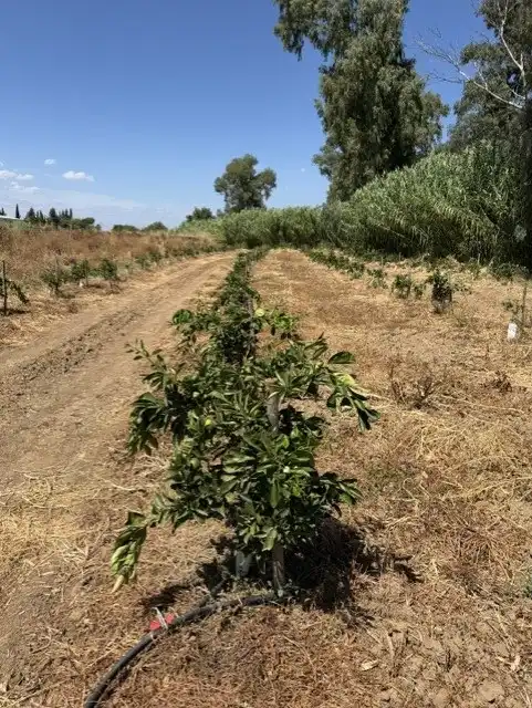 Terreny rústic en venda a Cantillana, imagen 15