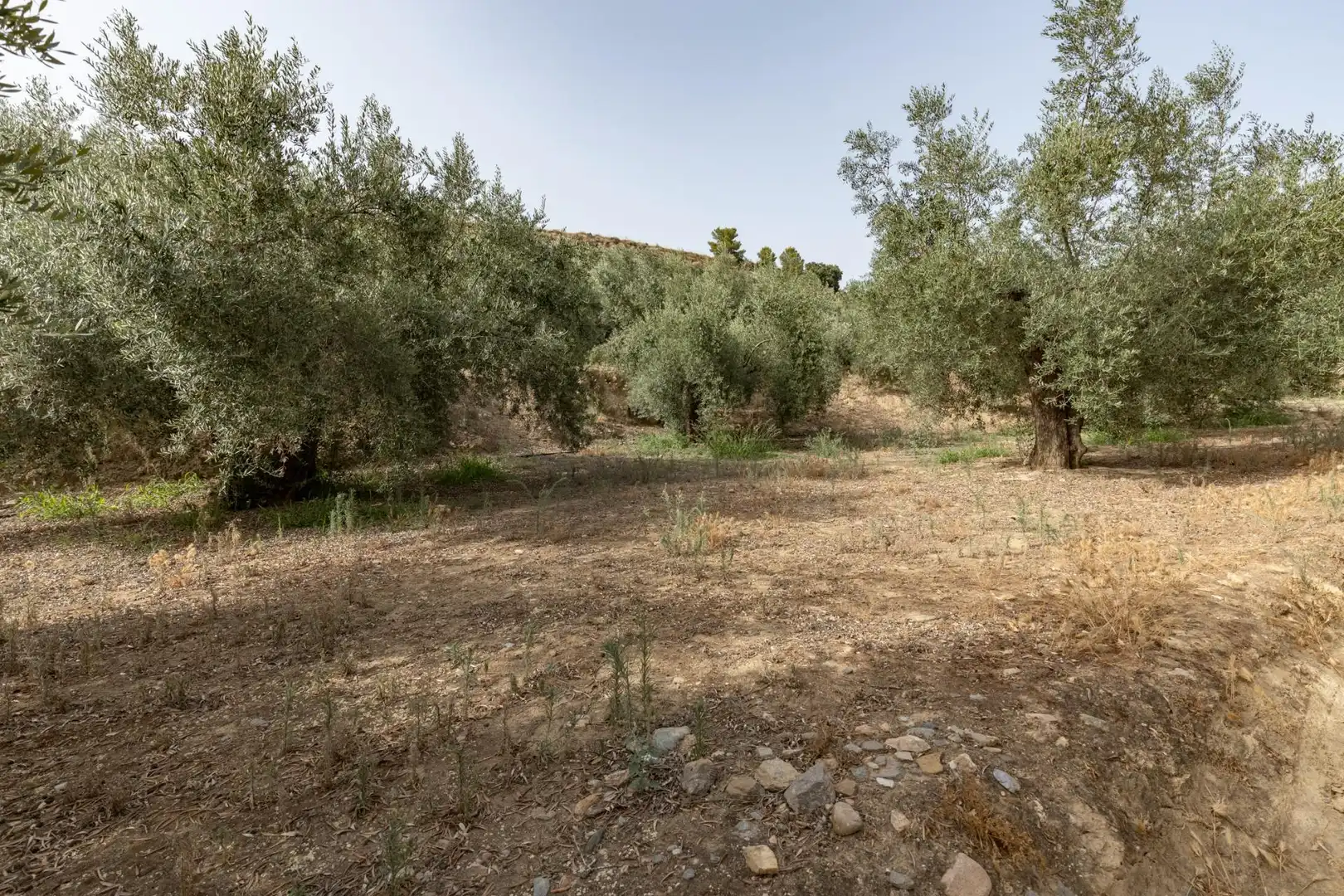 Land for sale in Lecrín