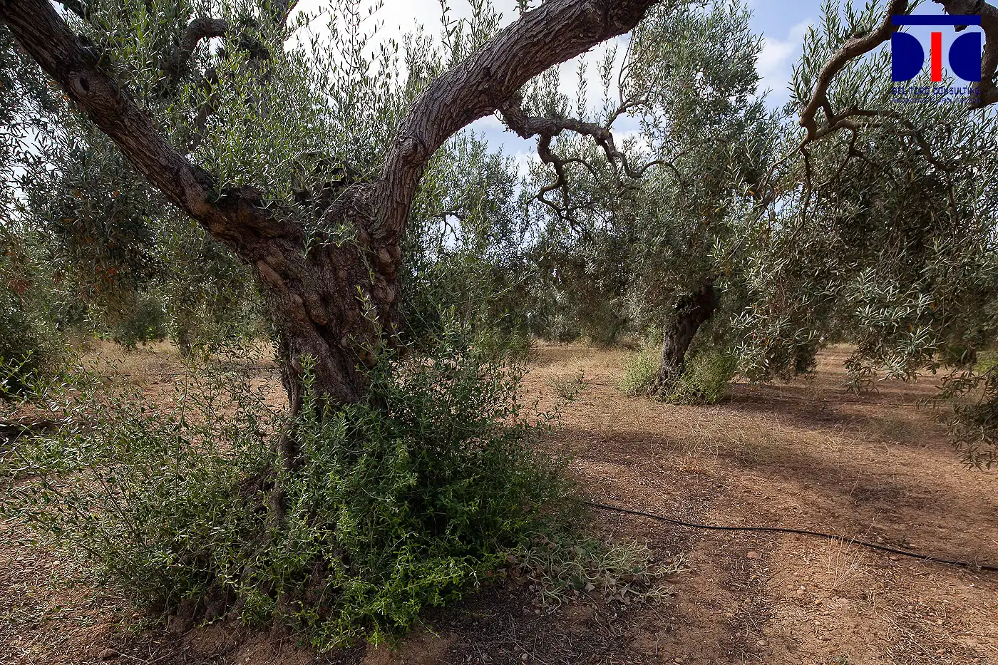 Finca rústica en venta en Carmona con Jardín privado, Terraza y Piscina