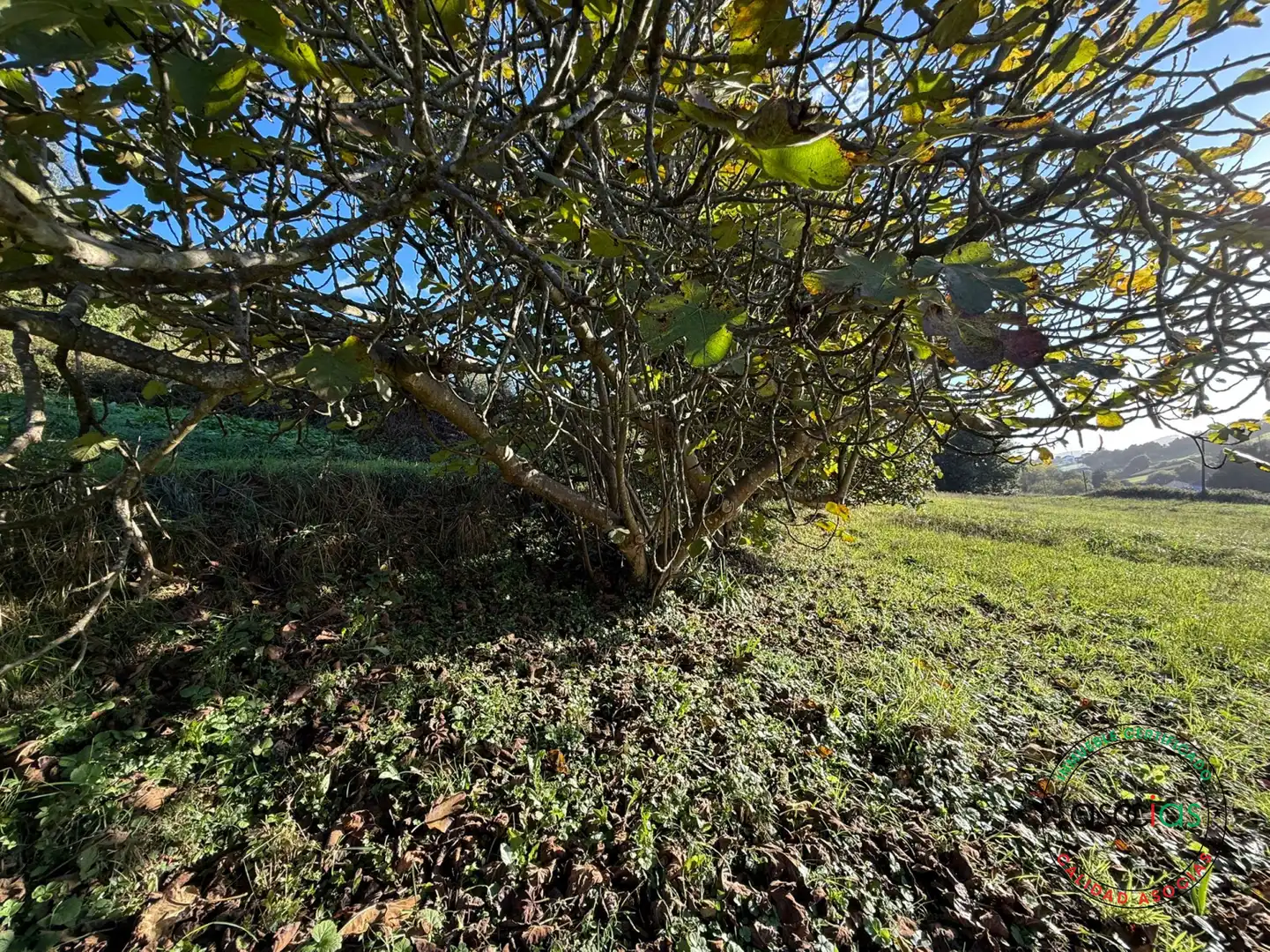 Terreno rustico in vendita a Carreño - Rebollada, imagen 11