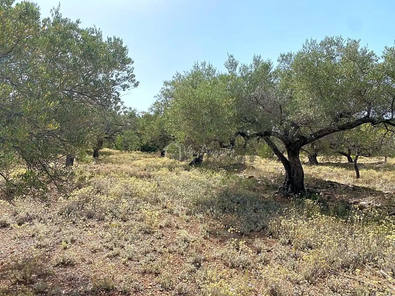 Terreno rustico in vendita a Partida Comartins, imagen 11