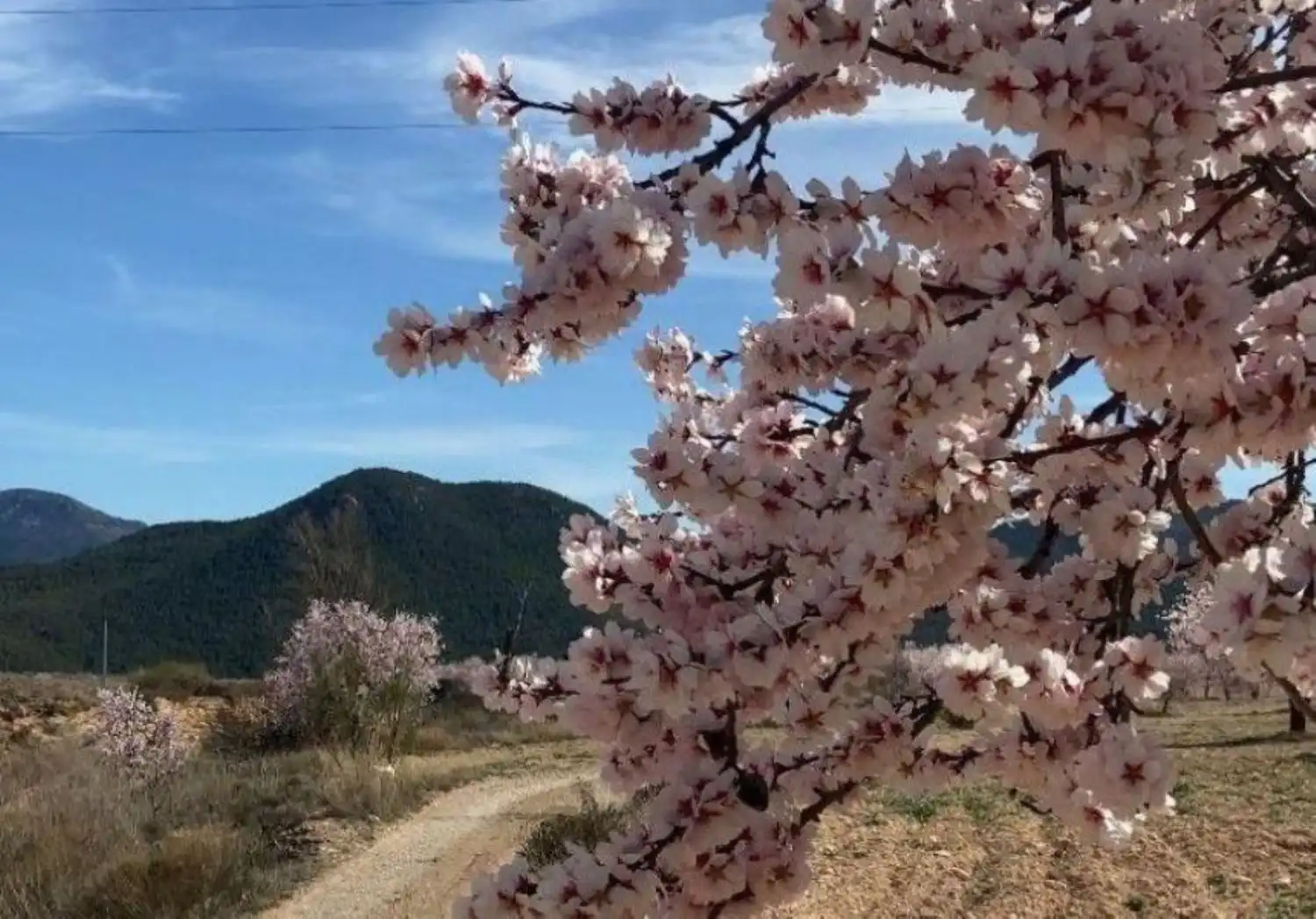 Vista exterior de Finca rústica en venta en Vélez-Rubio con Calefacción, Jardín privado y Trastero