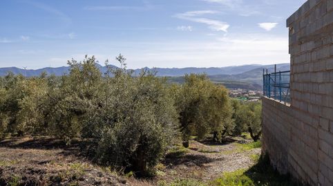 Terreno Rustico con Olivos Centenarios, immagine 5
