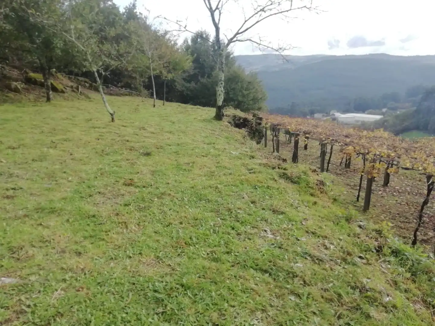Terreno en venta en Campo Lameiro, Pontevedra