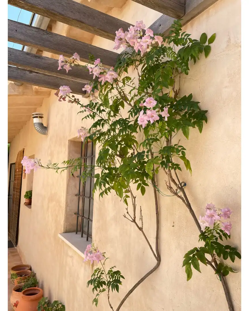 Casa rústica en venta en El Pinós / Pinoso, imagen 4