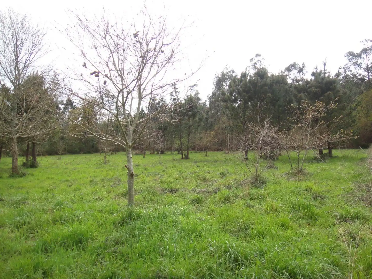 Lands and plots for sale in Brión, imagen 8