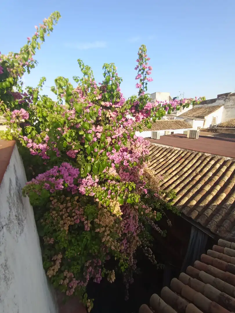 Vista exterior de Casa o chalet en venta en Córdoba