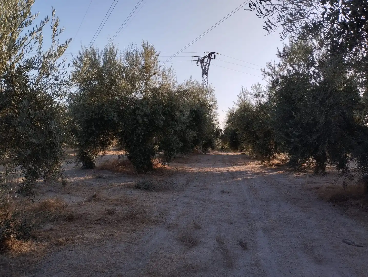 Terreny en venda en Cabra