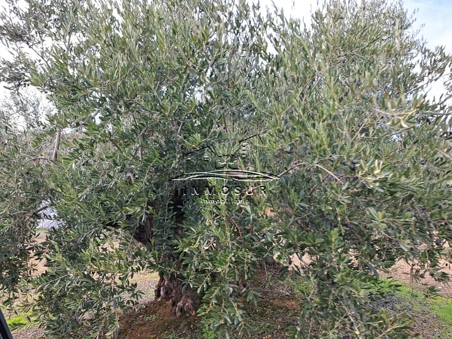 Terrenys i solars en venda a Benamejí, imagen 13