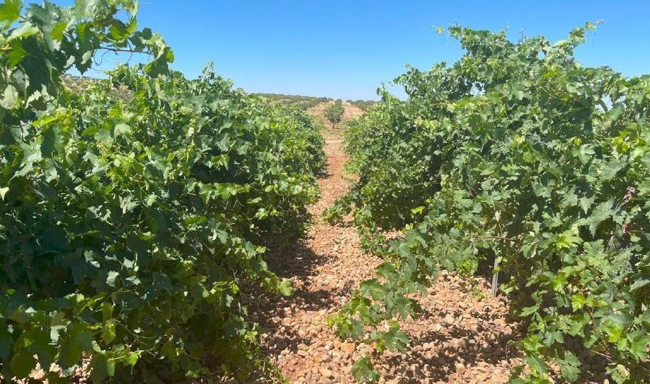 Foto 1 de Residencial en venda a Nuevo Hospital, Ciudad Real