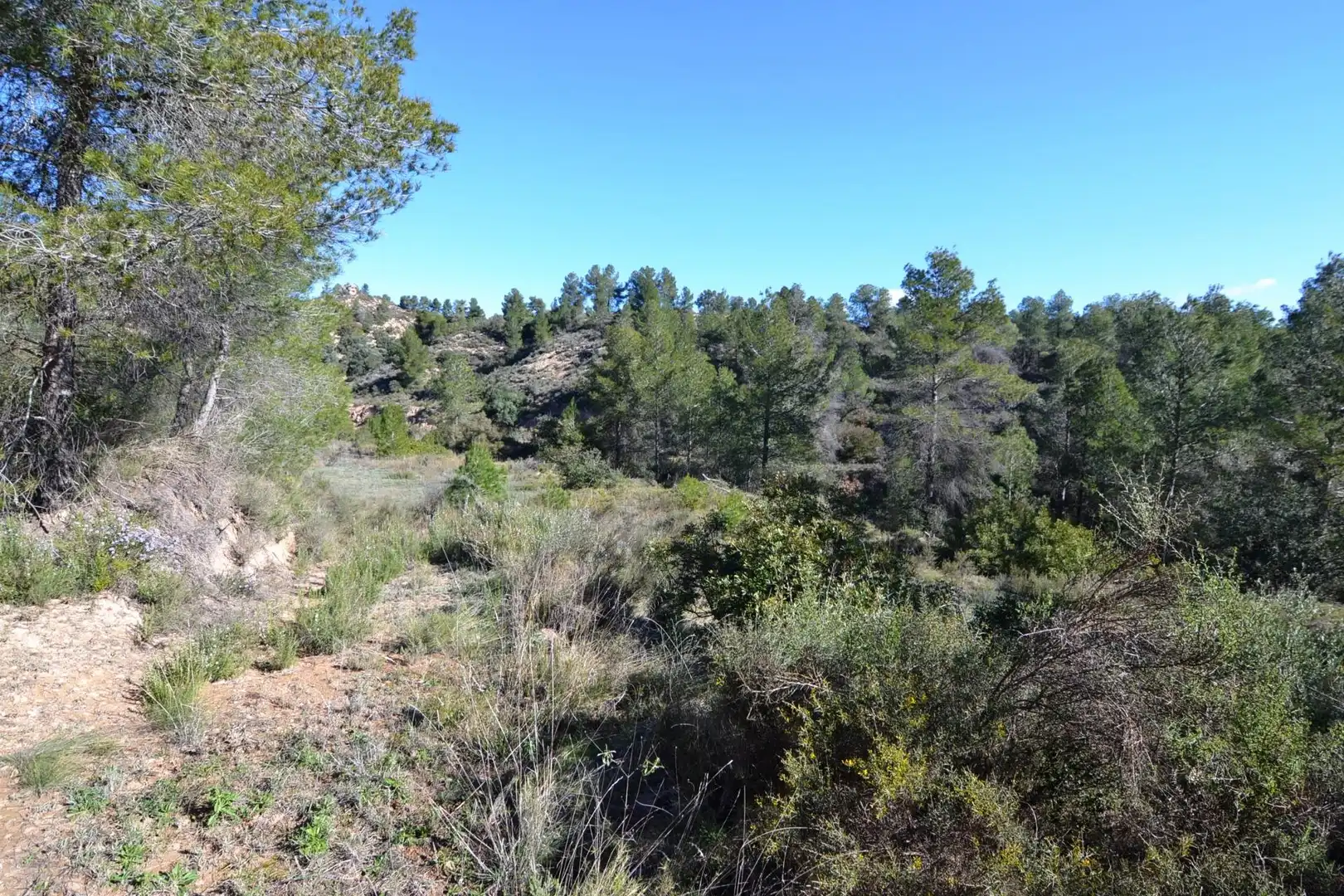 Rural land for sale in Ascó, imagen 5