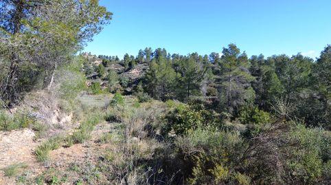 OCASION FINCA RUSTICA DE SECANO DE 2,4 HAS EN ASCO Ribera dEbre, immagine 5