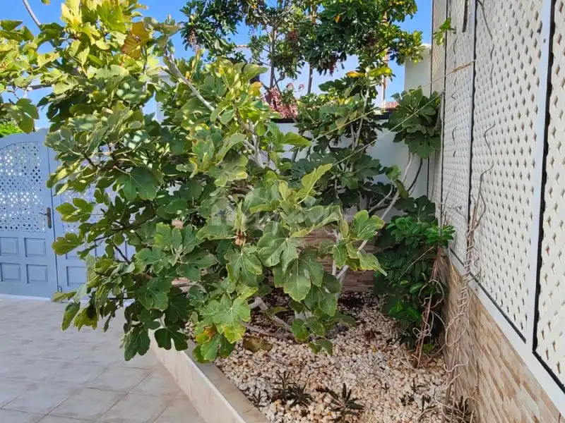 Casa o xalet en venda a Costa del Silencio