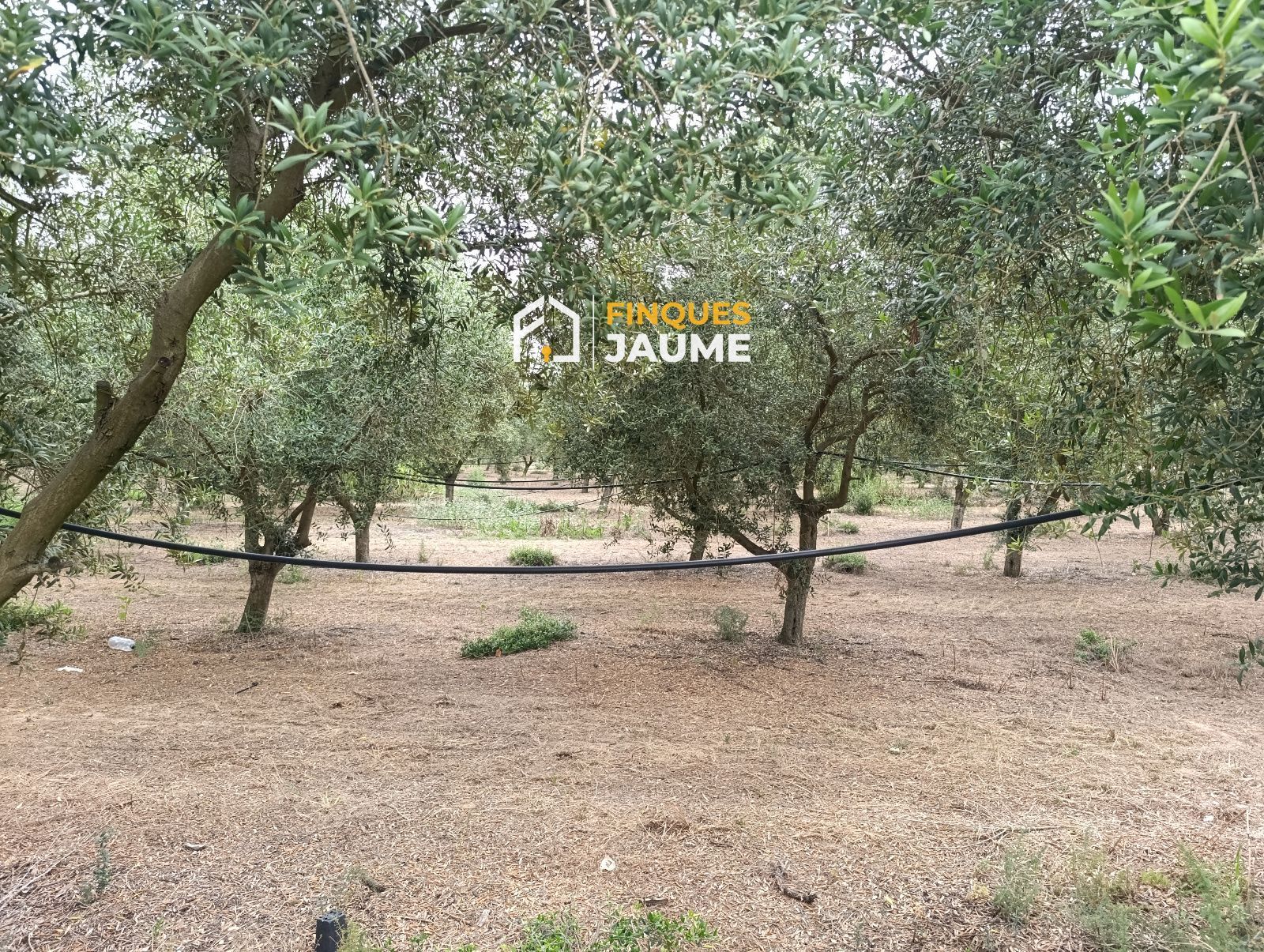 Land for sale in TOSSAL DE MONCLÚS, Sudanell