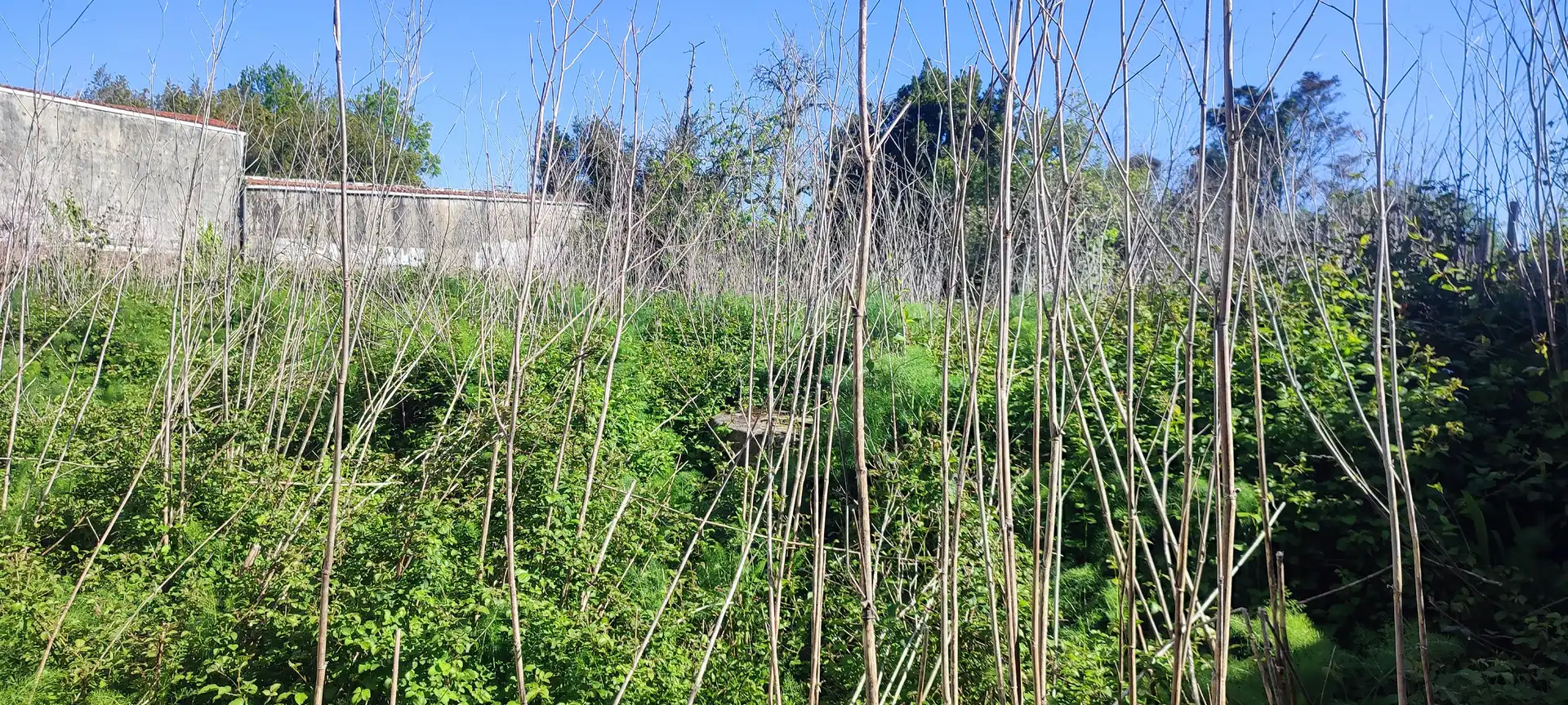 Casa o xalet en venda en Ferrol amb Jardí privat