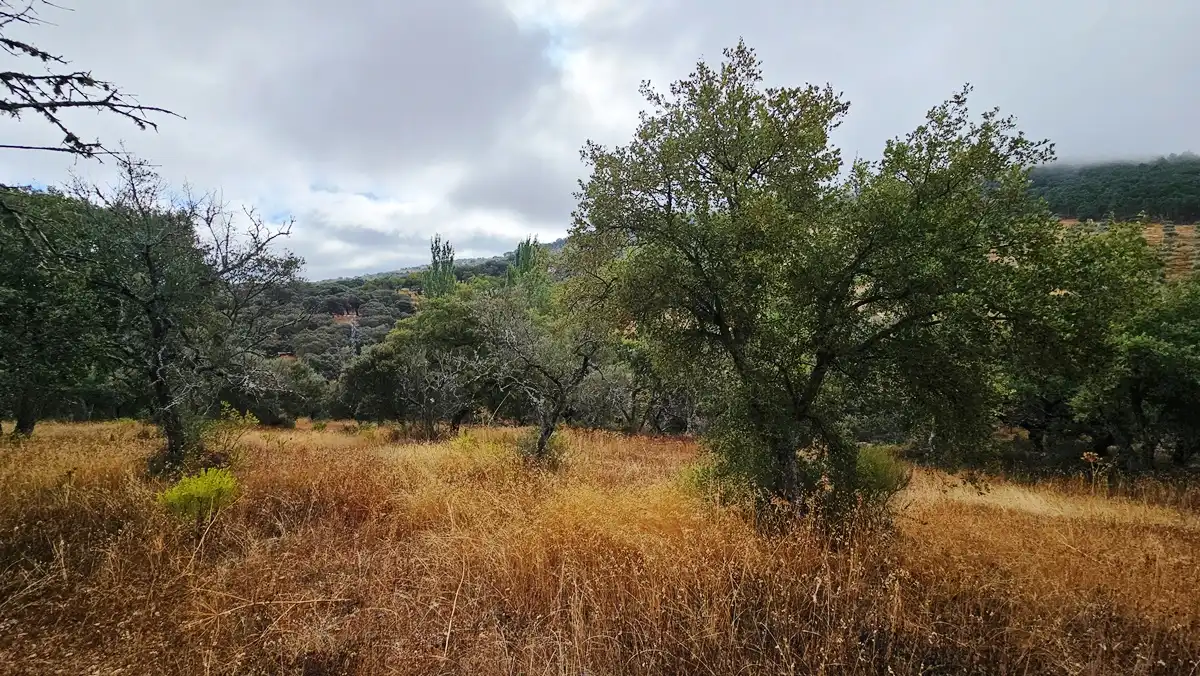 Terreno en venta en Cabeza la Vaca