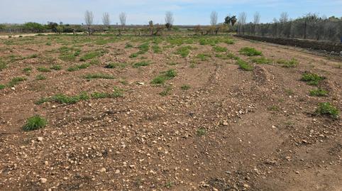 Foto 3 de Finca rústica en venta en Casc Antic, Amposta