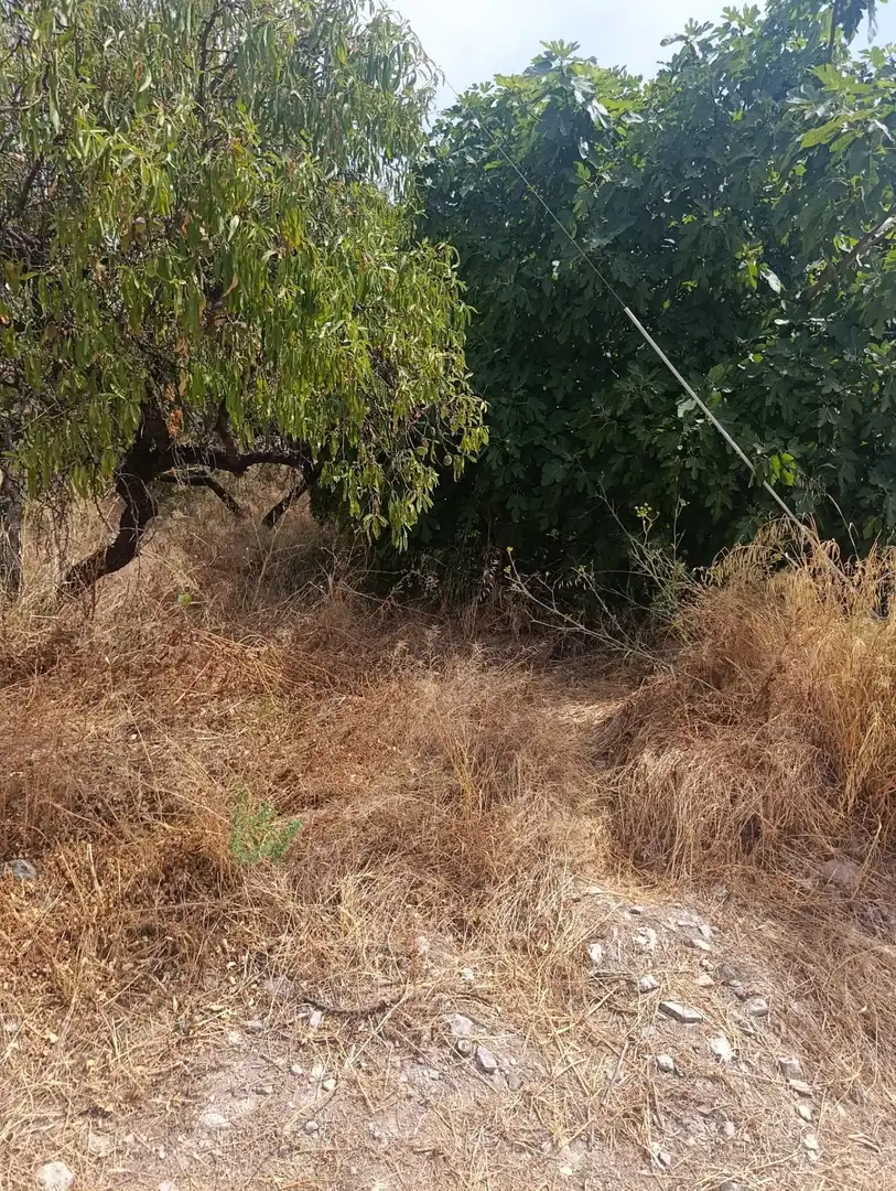 Rural land for sale in Cehegín, imagen 10