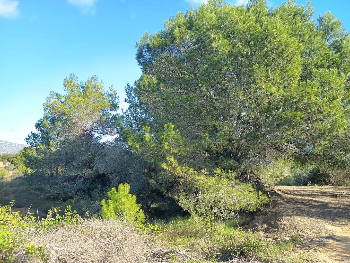 Finca rústica en venda en Ulldecona