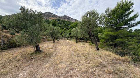 Venta parcela rustica en FachecaAlicante, immagine 5