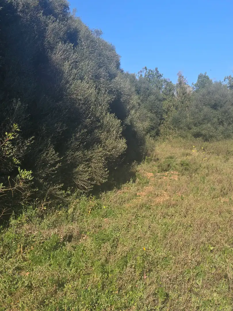 Terreno rustico in vendita a Manacor Centre, imagen 9