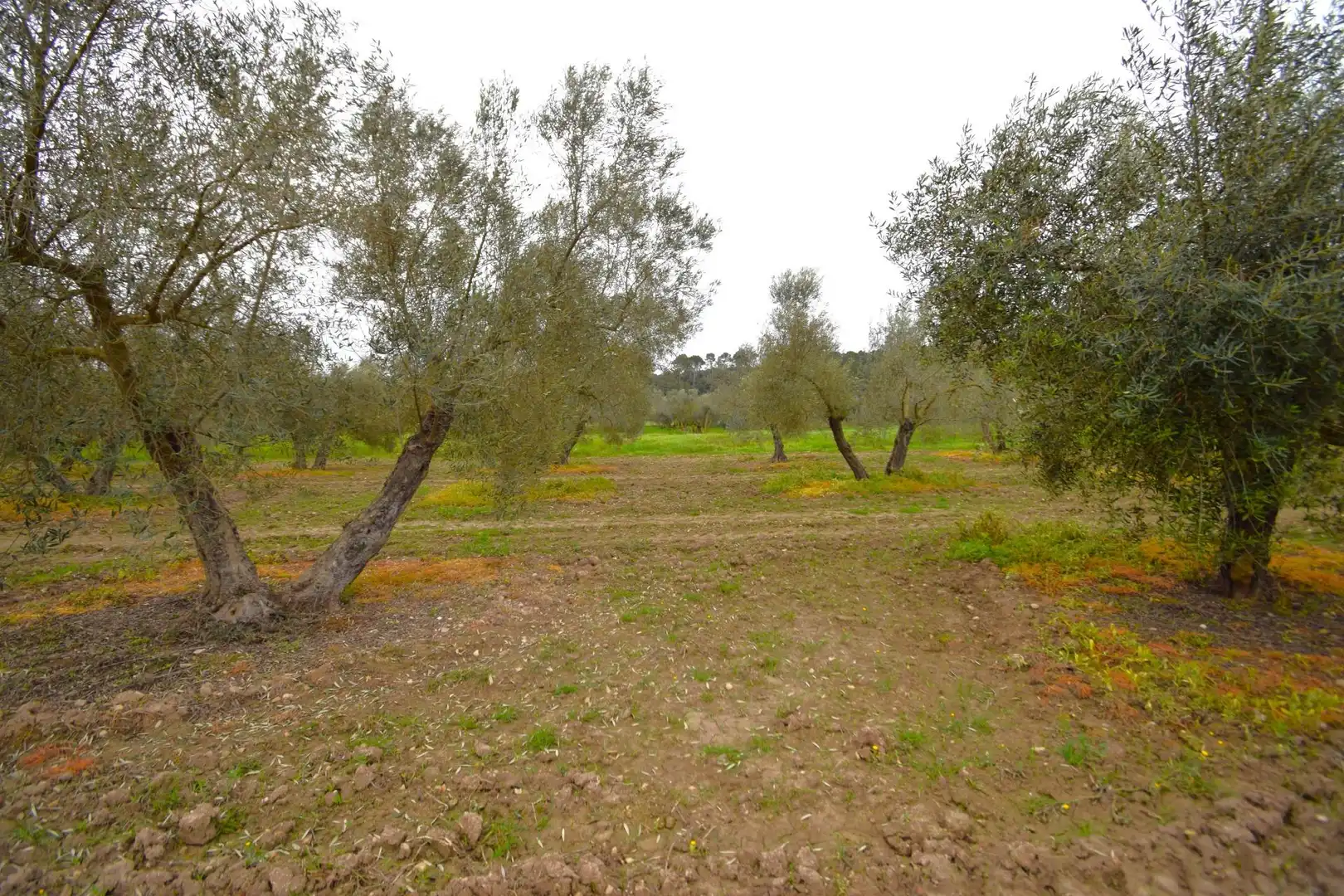 Rural land for sale in Llubí, imagen 5