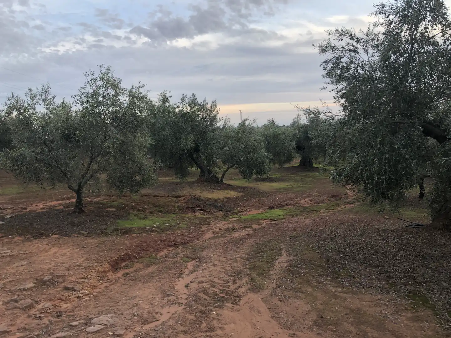 Rustikales Grundstück zum Verkauf in Montoro, imagen 3