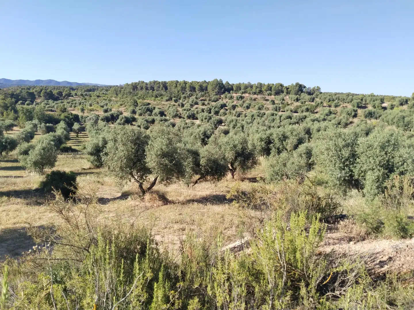 Terreno rustico in vendita a La Pobla de Cérvoles, imagen 7