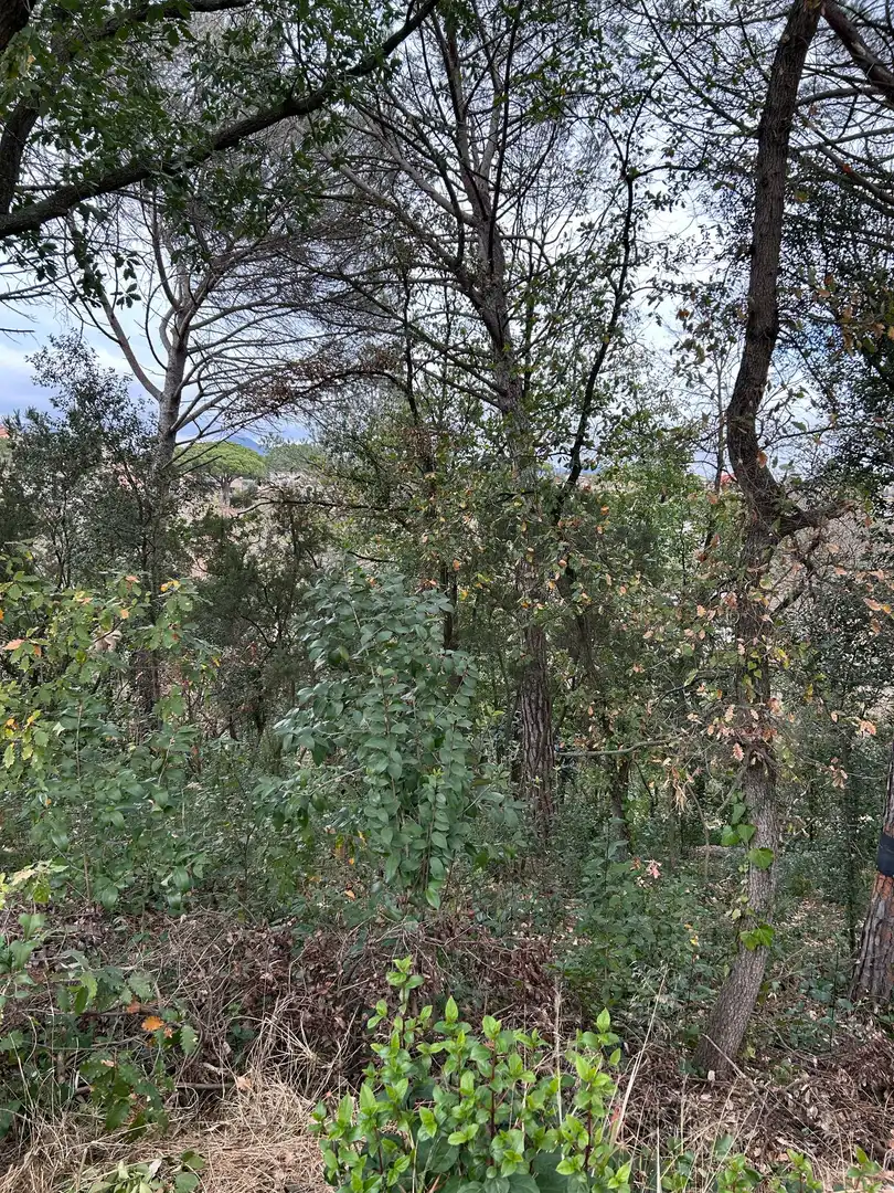Wohnbaugrundstück zum Verkauf in Riu Gurri, imagen 7