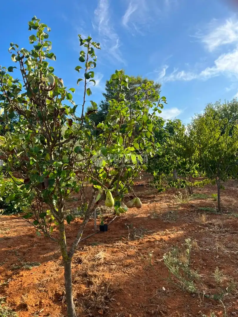 Finca rústica en venta en Carmona