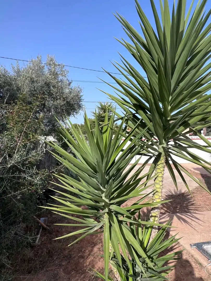 Jardí de Casa o xalet en venda en Oropesa del Mar / Orpesa amb Aire condicionat, Calefacció i Terrassa