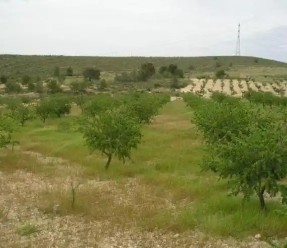 Rustikales Grundstück zum Verkauf in Jumilla, imagen 6