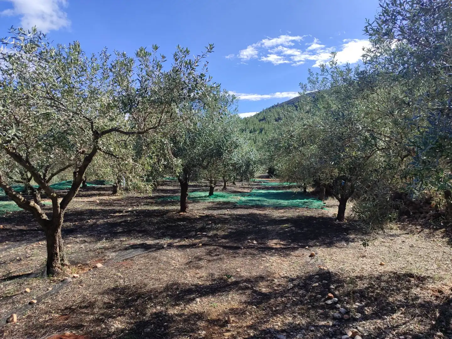 Jardín de Terreno en venta en Parcent