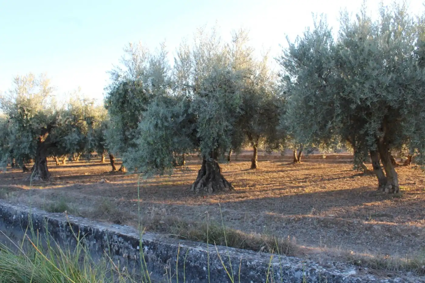 Garden of Country homes for sale in Villa de Otura, Granada
