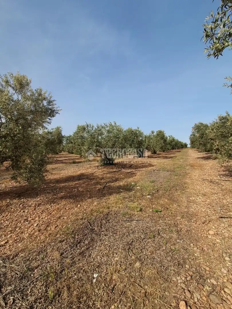 Terreno rustico in vendita a Carmona, imagen 17