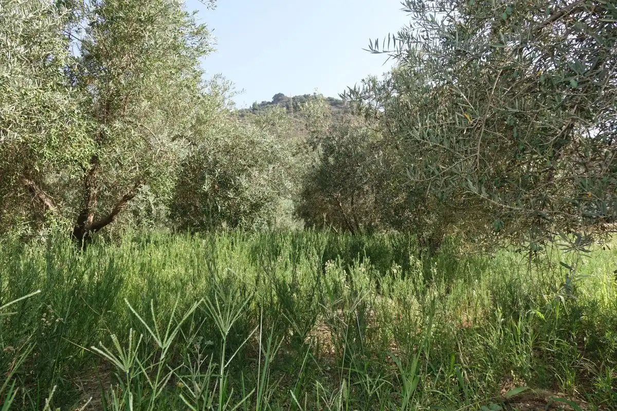 Finca rústica en venta en Órgiva