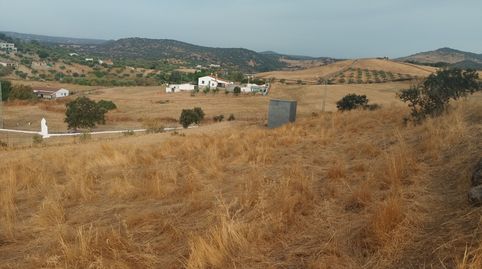Terreno cerca de Jerez. Olivos, luz, buen acceso
