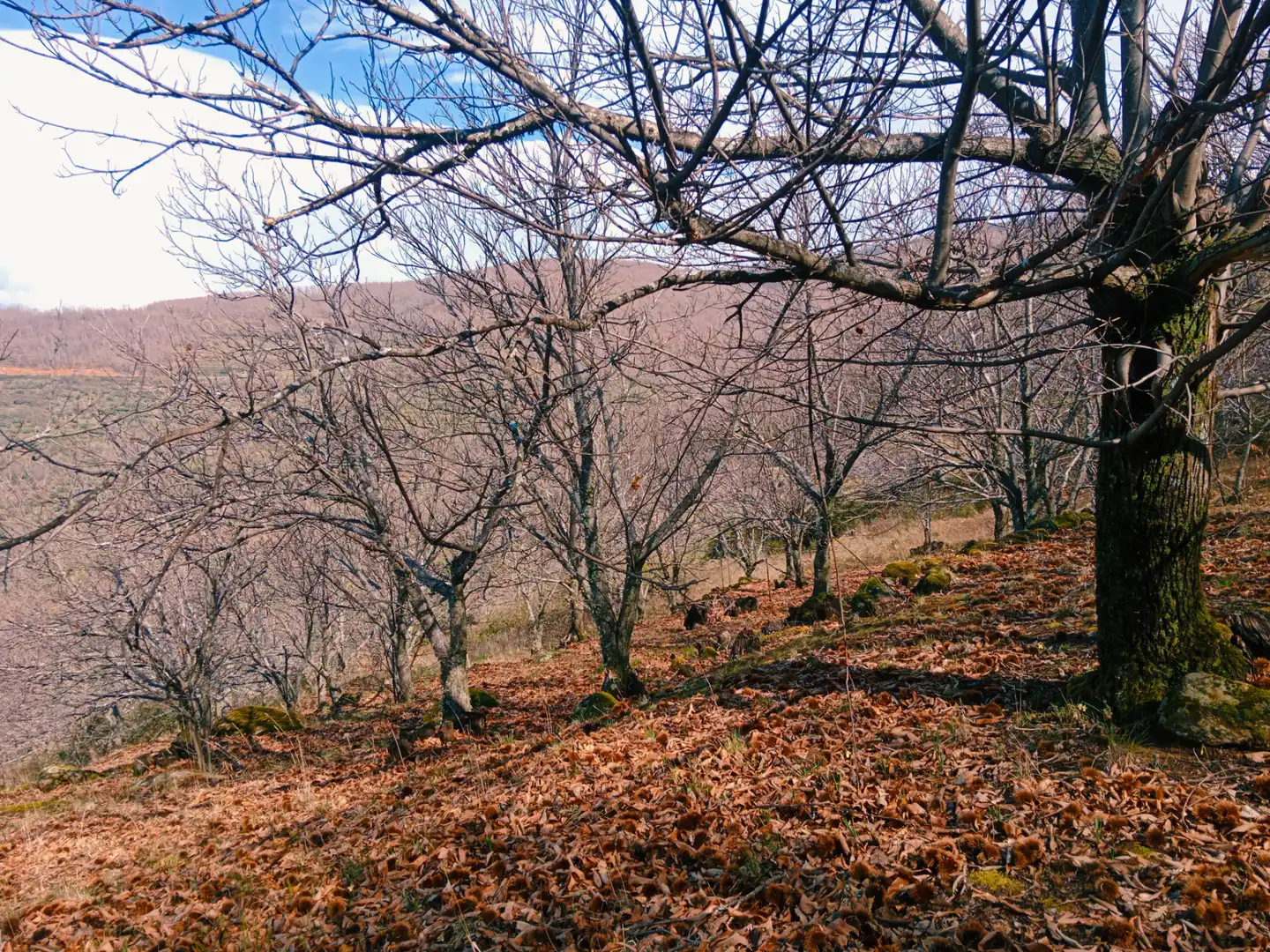 Terreni e lotti in vendita a Arroyomolinos de la Vera, imagen 25