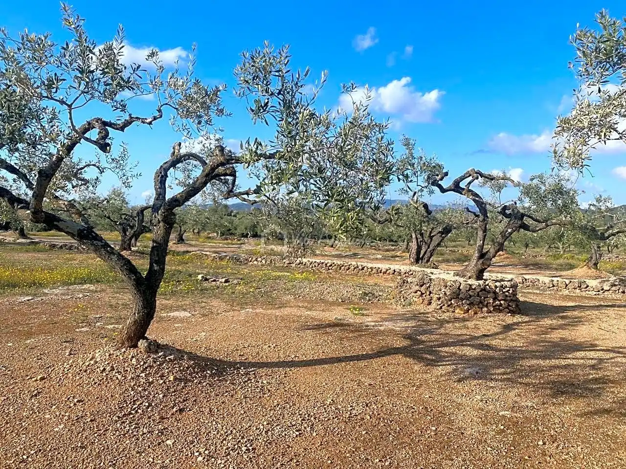 Terreno rustico in vendita a Burgà, imagen 16