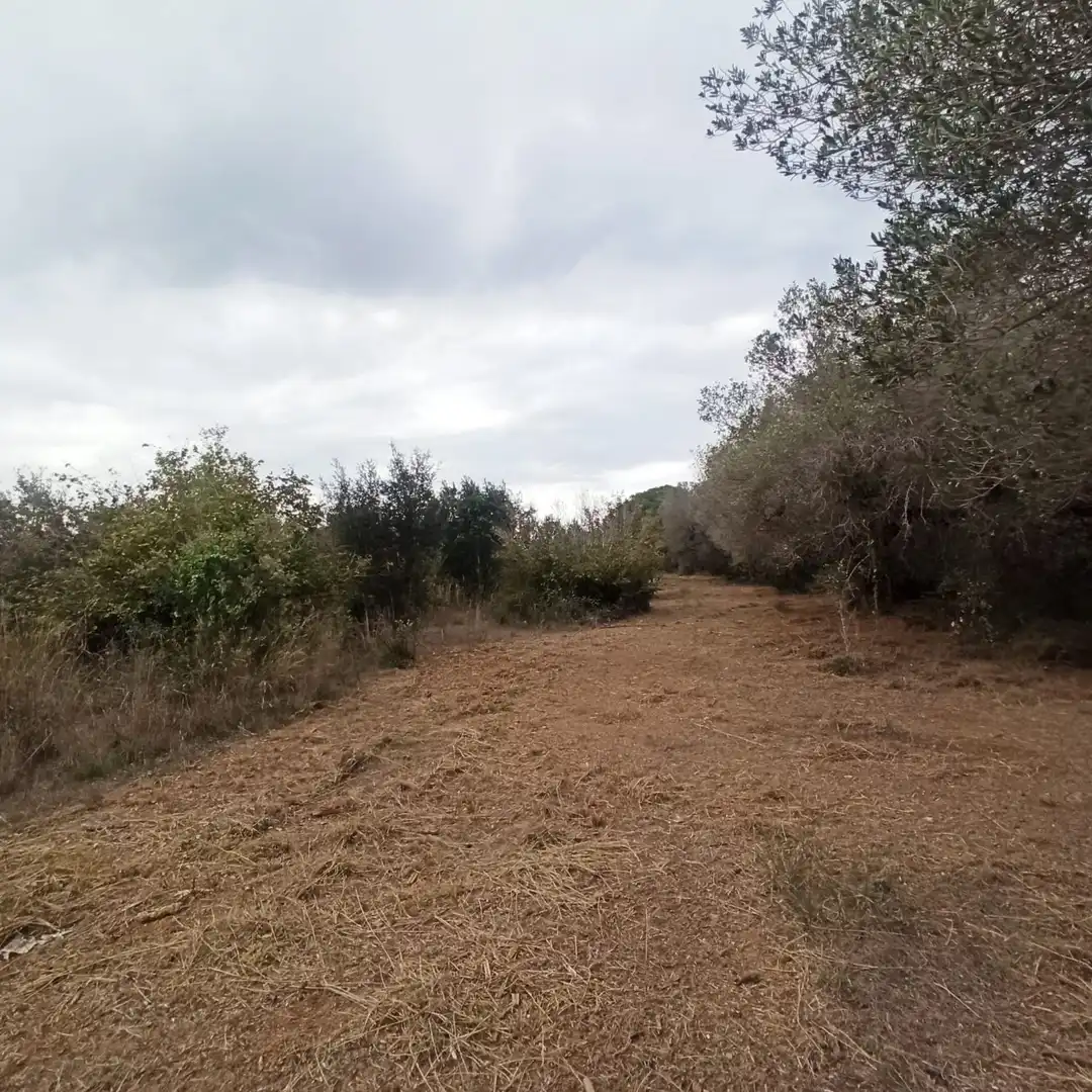 Finca rústica en venta en La Selva del Camp