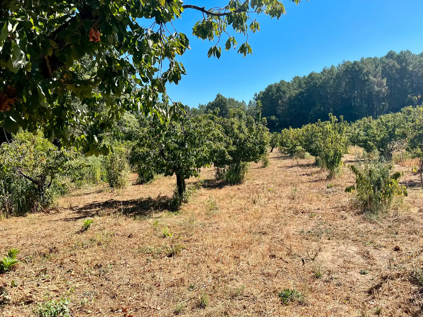 Terreni e lotti in vendita a Jaraíz de la Vera, imagen 2