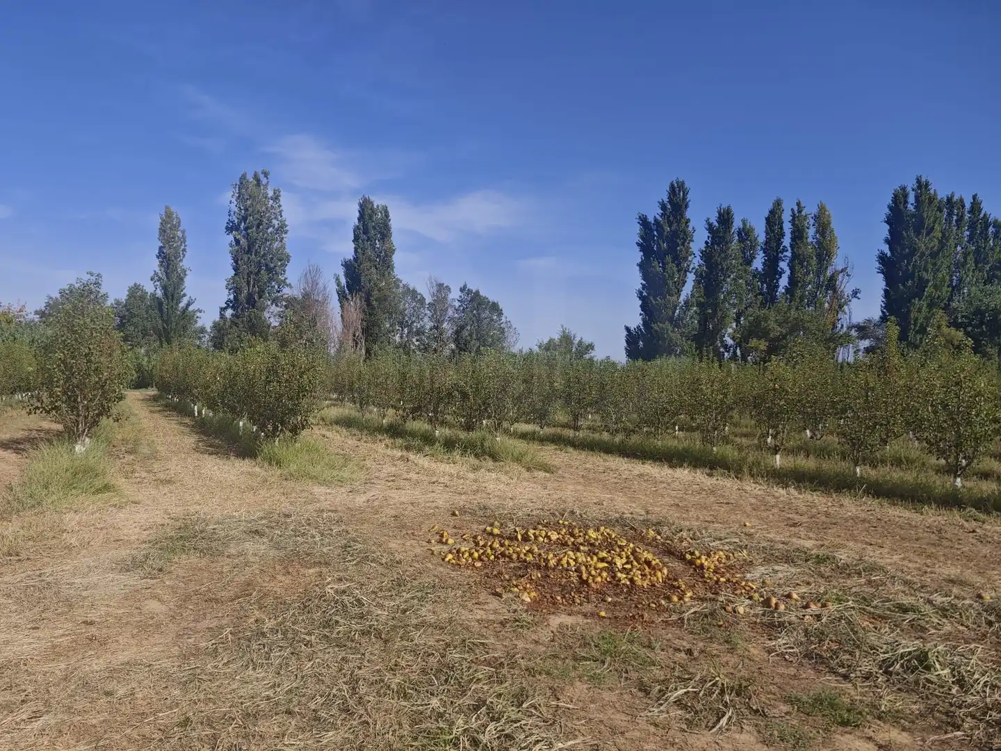 Land for sale in Albatàrrec