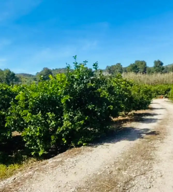 Rural land for sale in Pedreguer, imagen 2
