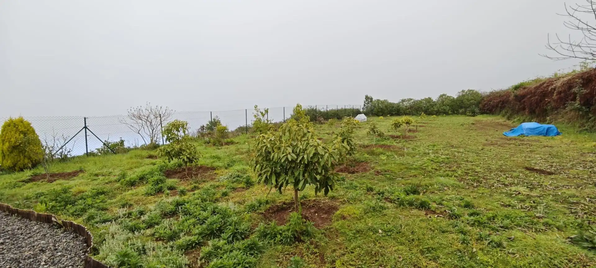 Finca rústica en venda en Los Realejos