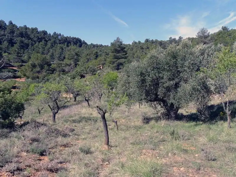Finca rústica en venta en Beceite